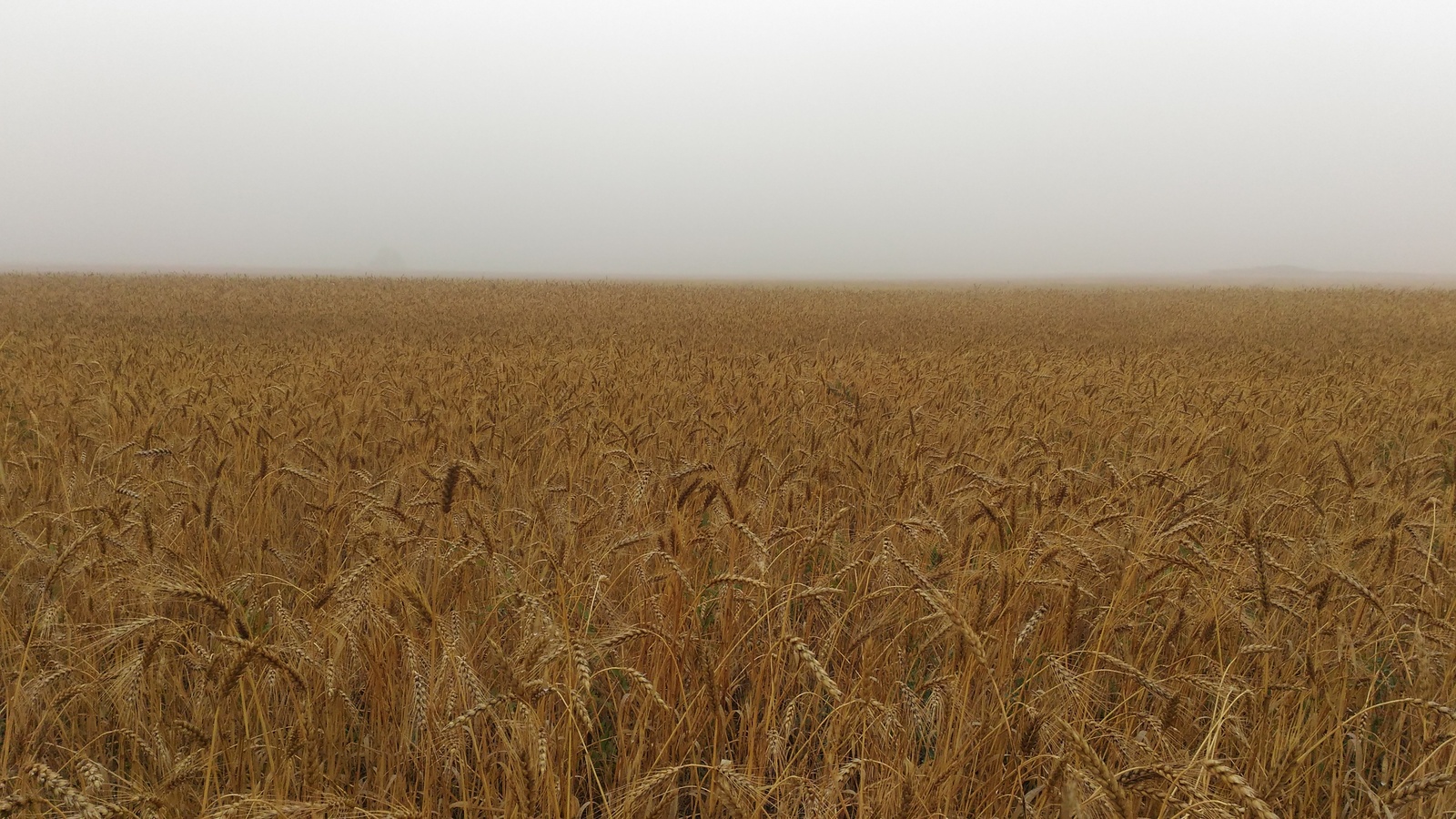 Fog - My, Fog, Field, Wheat, The photo, Longpost, Chelyabinsk region, Magnitogorsk