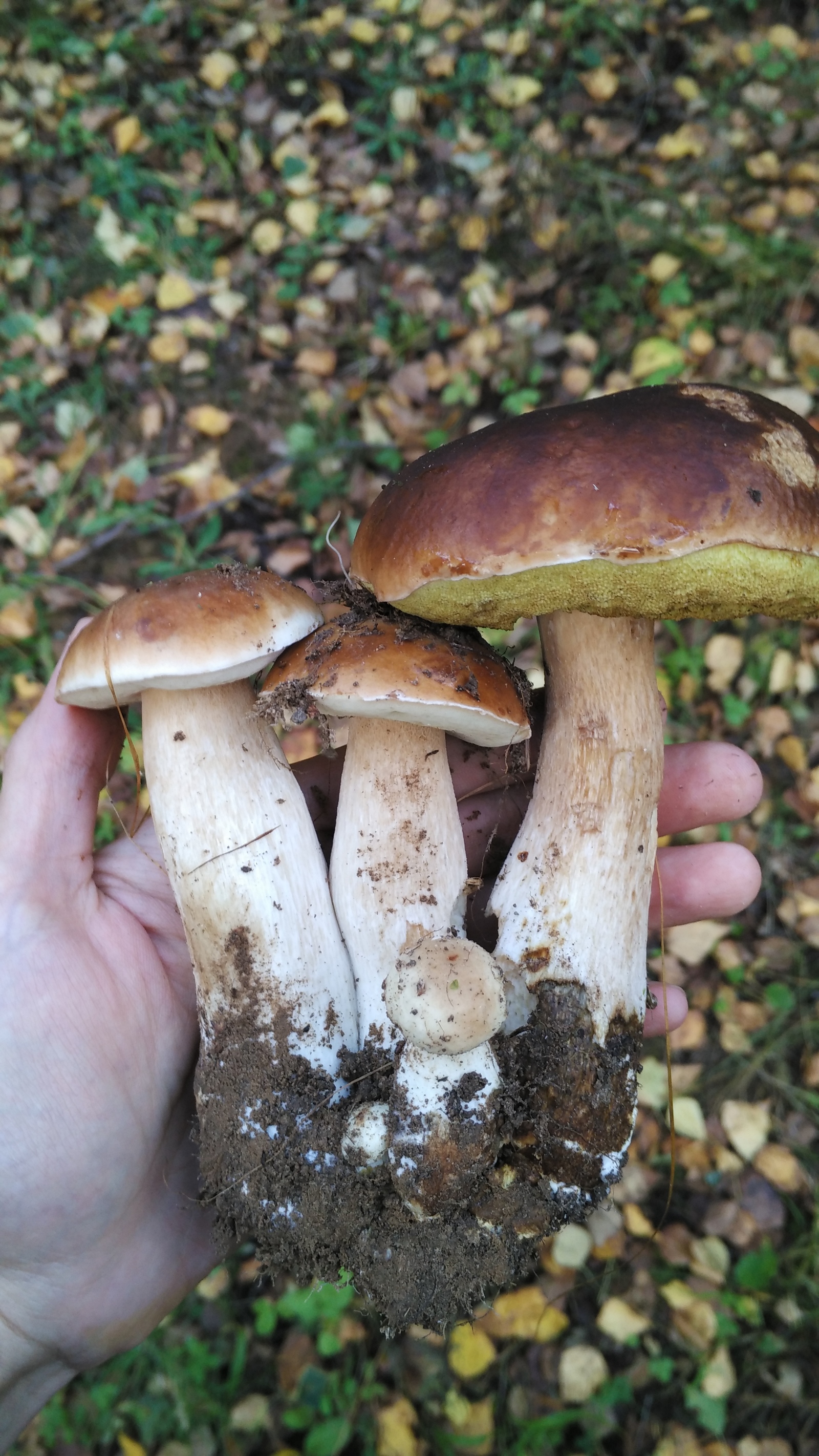 White family. - My, Mushrooms, Nizhny Novgorod, 