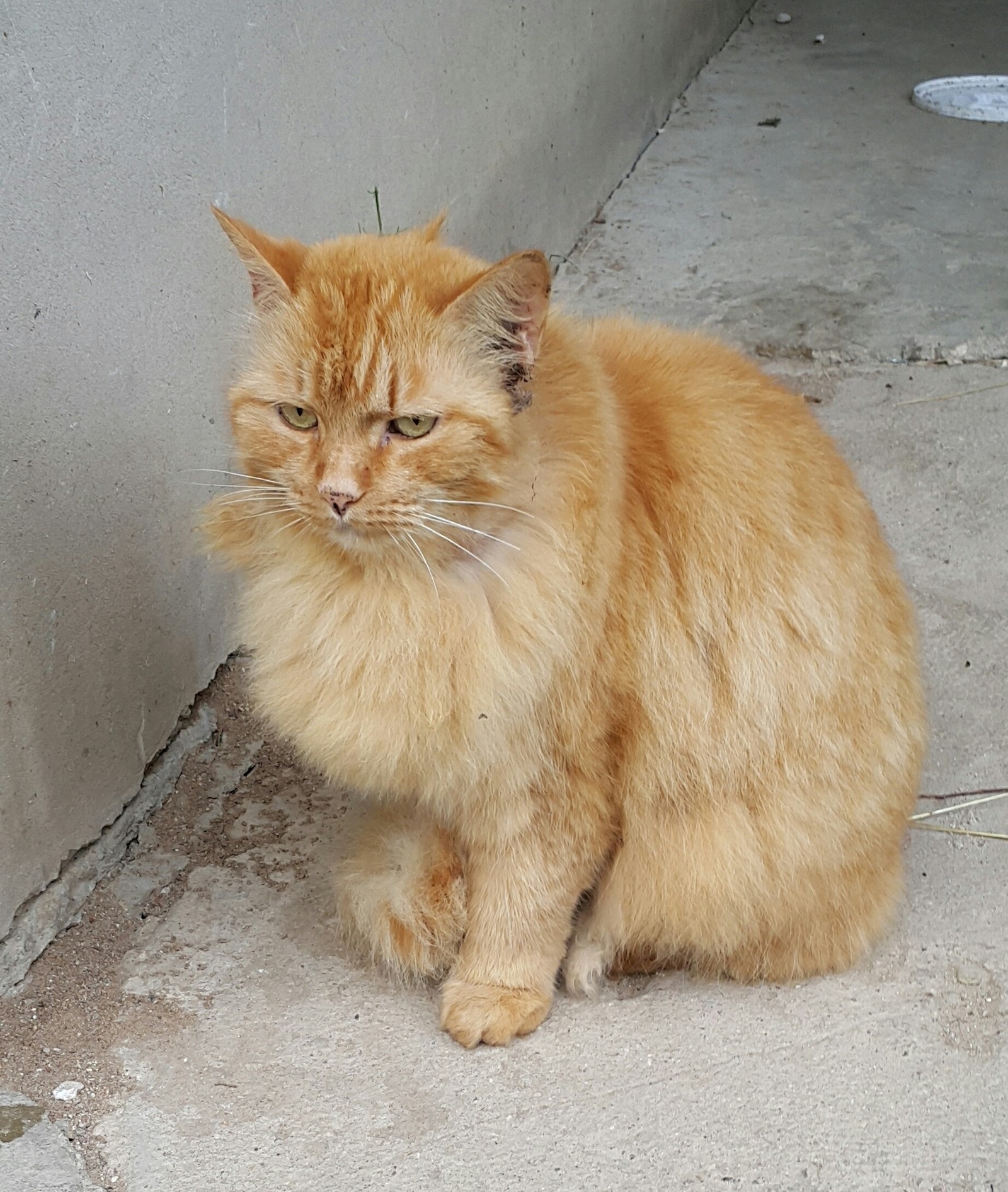 Got out to the country after a hard week - Dacha, cat, Redheads, Dragonfly, Longpost