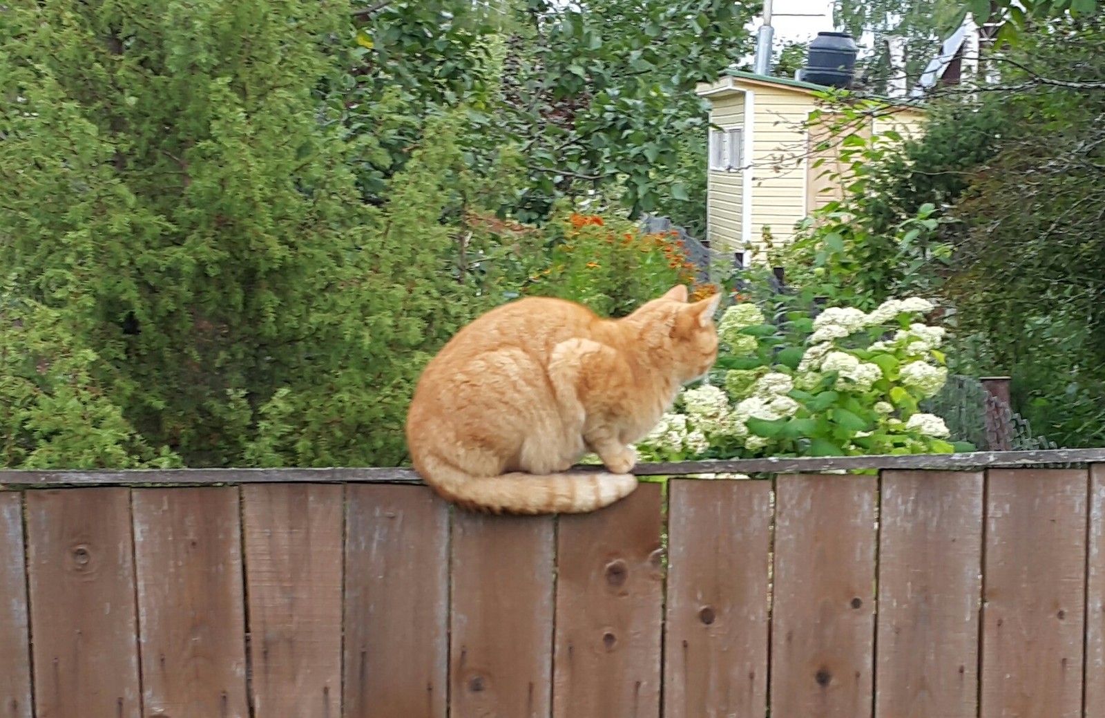 Got out to the country after a hard week - Dacha, cat, Redheads, Dragonfly, Longpost