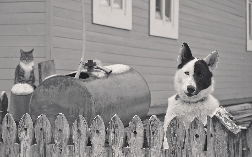 Veliky Ustyug - Vologodskaya Oblast, Veliky Ustyug, cat, Dog