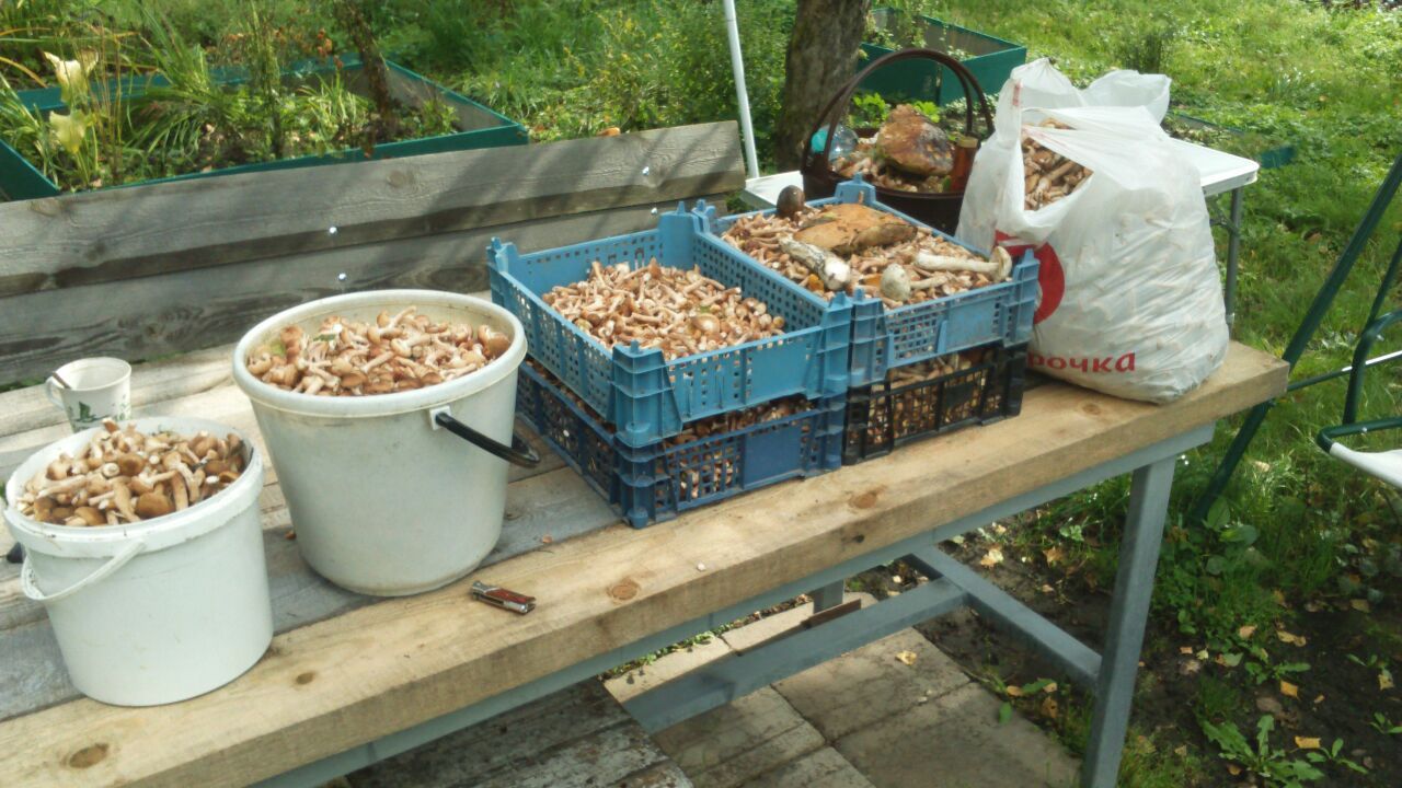 Honey mushrooms, Orekhovo-Zuevo - My, Honey mushrooms, Silent hunt, Mushrooms