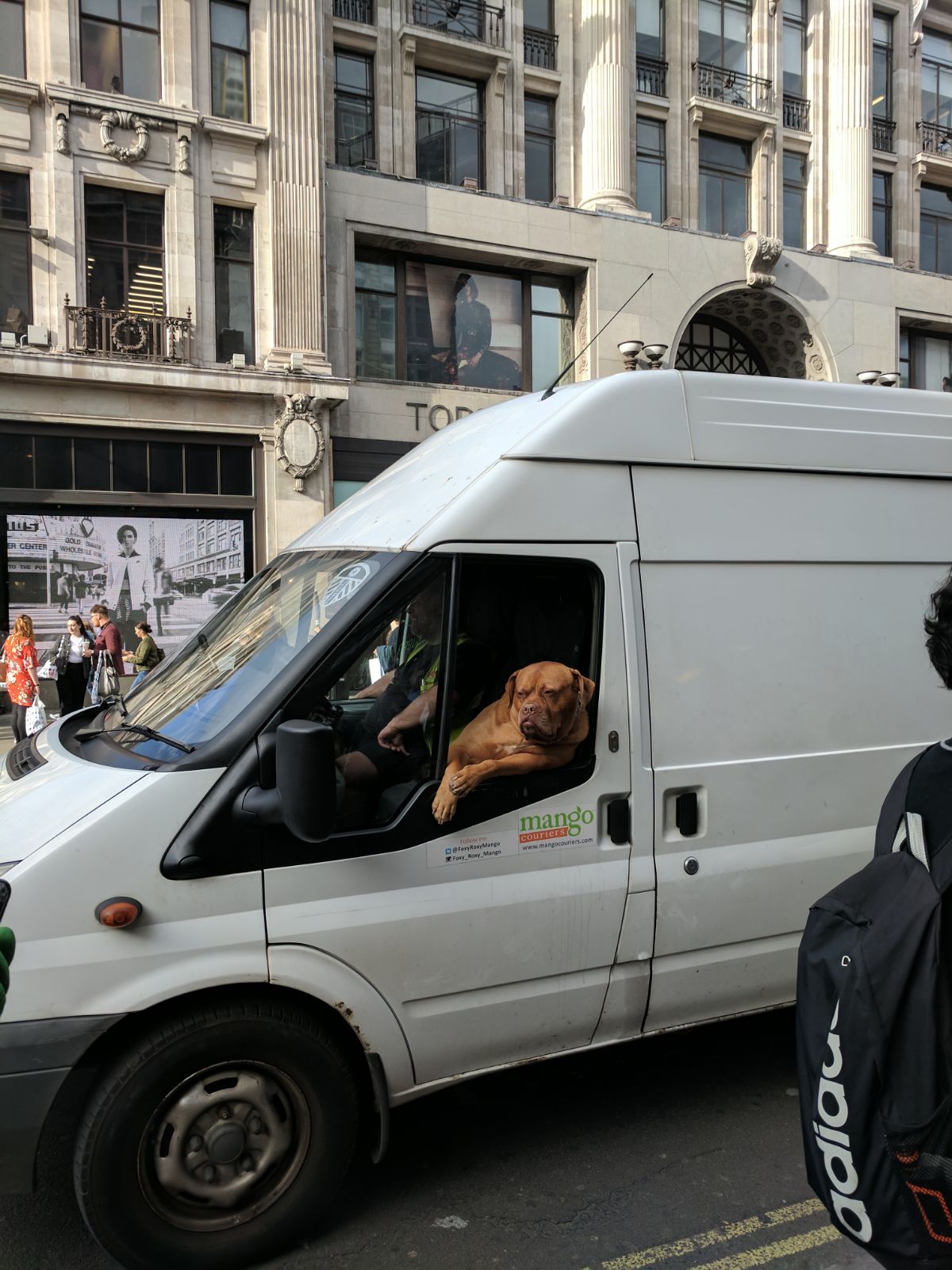 The most important dog in London - Dog, Important, Van, Car, London, Longpost