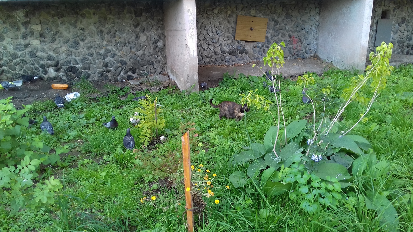 pigeon hunting - My, cat, Pigeon, Courtyard, , The photo