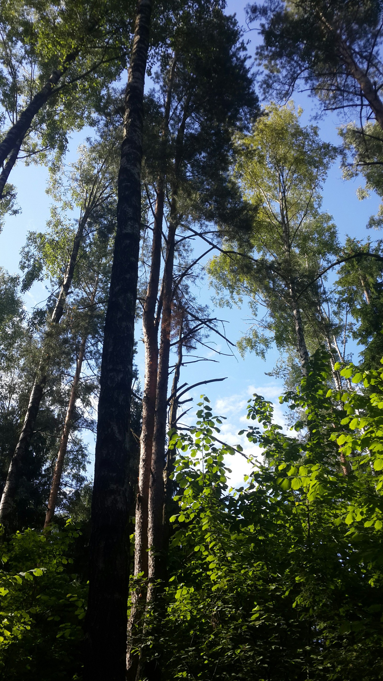 Beauty is in the details [6] - My, Nature, Republic of Belarus, Tree, Minsk Sea, Longpost