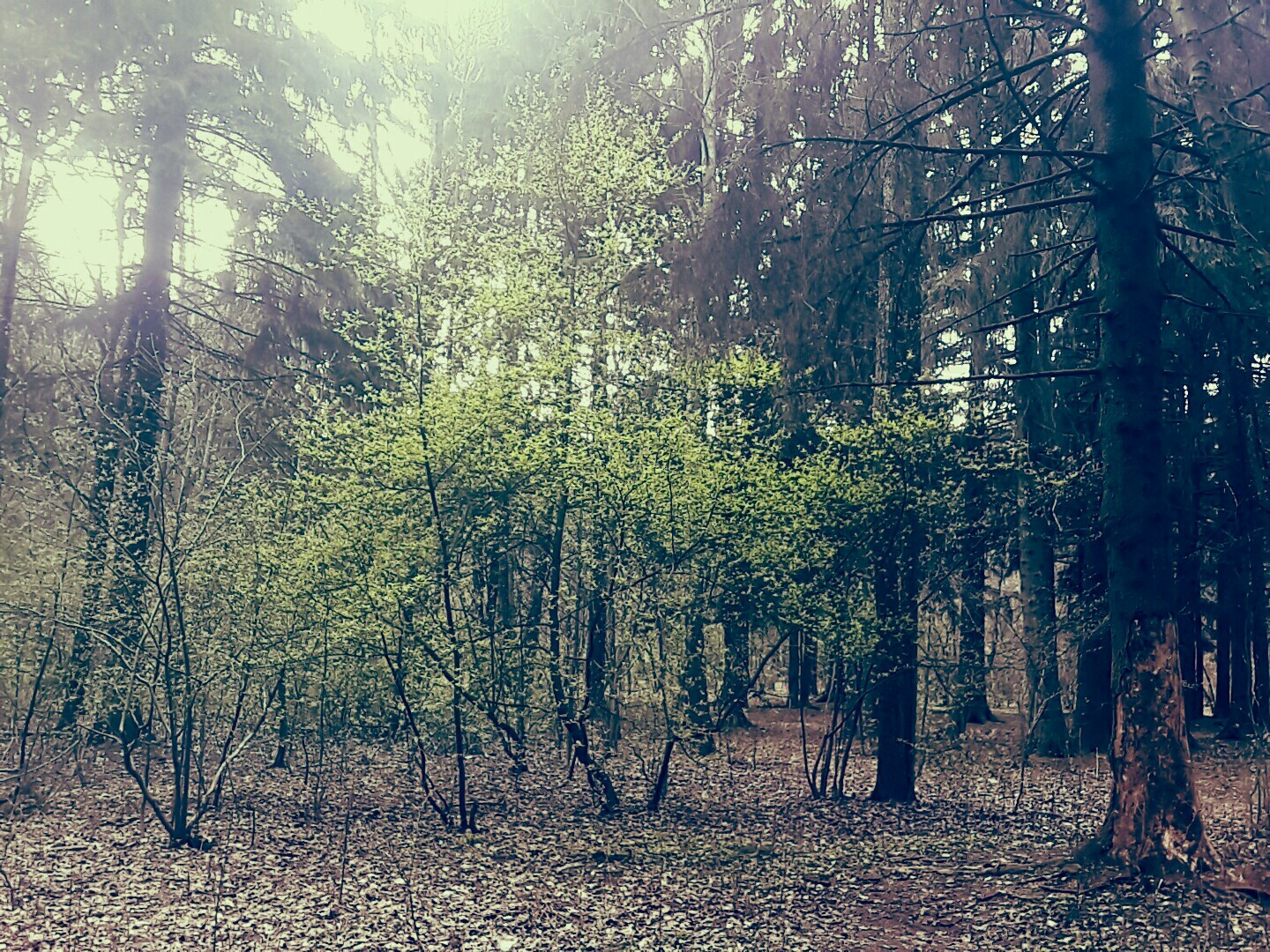 Beauty is in the details [6] - My, Nature, Republic of Belarus, Tree, Minsk Sea, Longpost