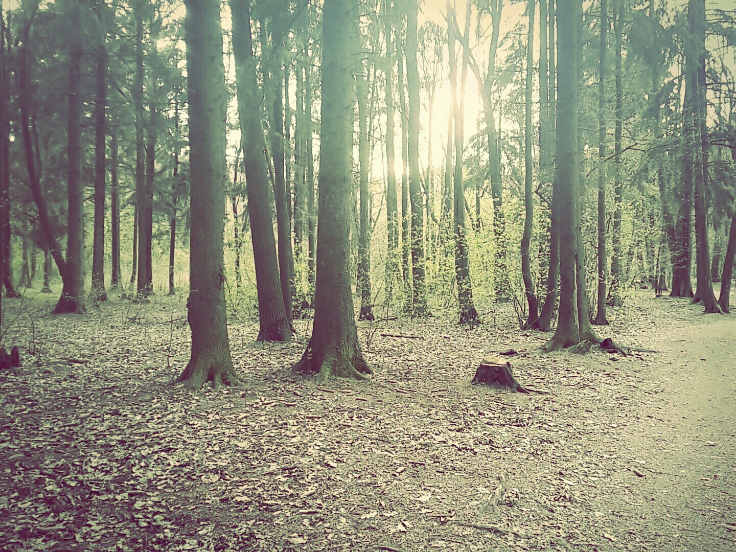 Beauty is in the details [6] - My, Nature, Republic of Belarus, Tree, Minsk Sea, Longpost