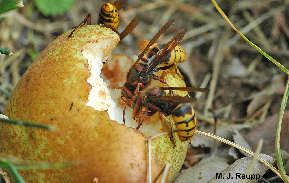 Hornets. - Insects, Longpost, Hornet, Informative, Video