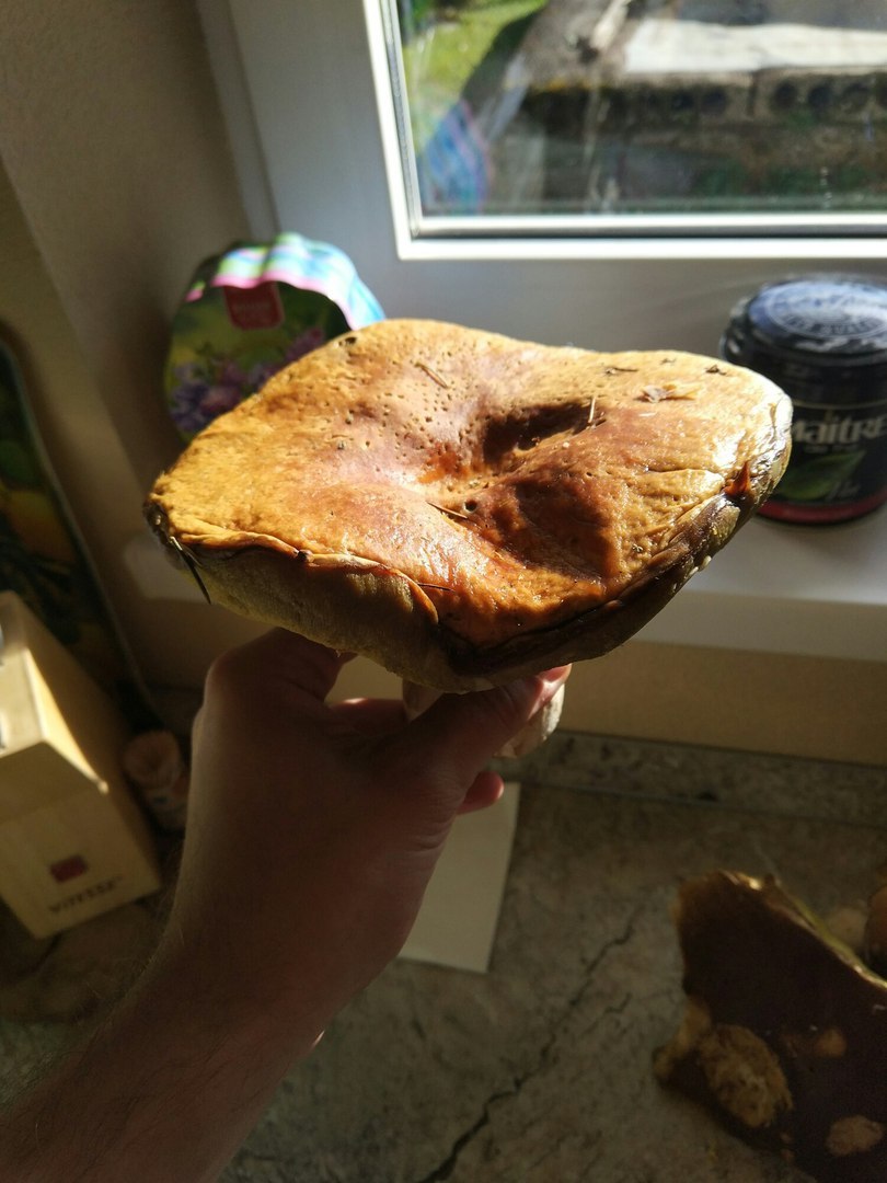 Mushroom trip report - My, Mushrooms, Silent hunt, Honey mushrooms, Longpost