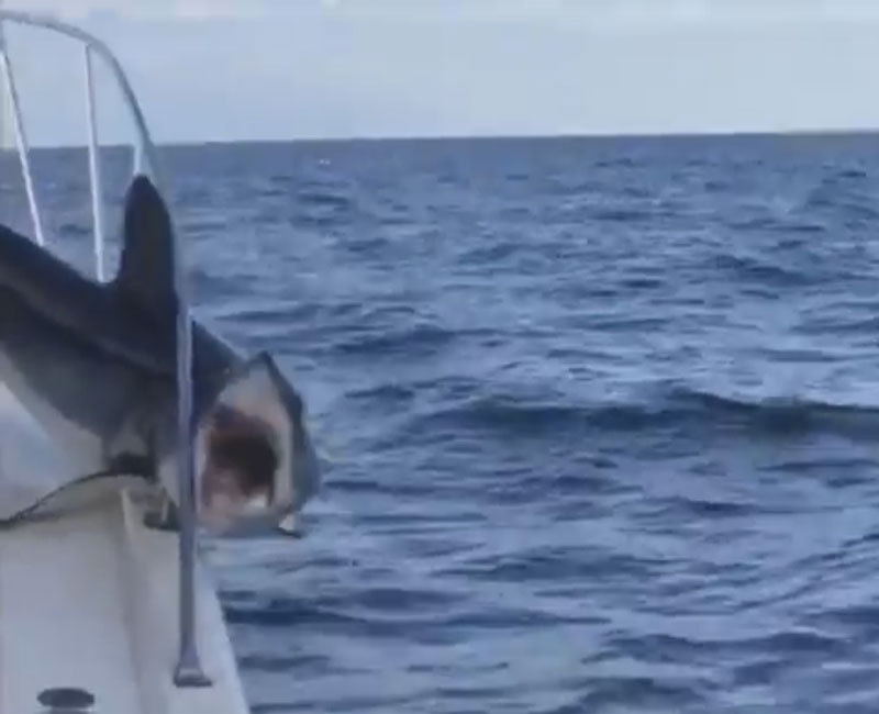 The shark jumped on the boat to the people and got stuck - Humor, Mako, Shark, Longpost