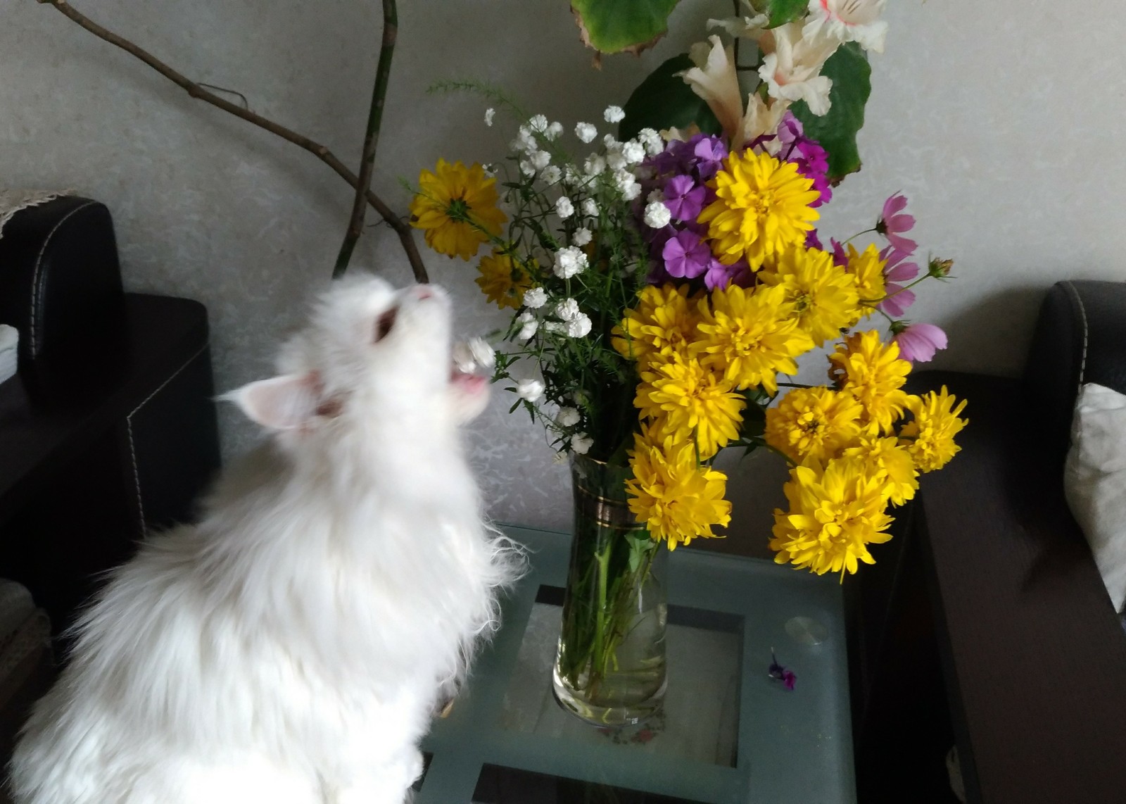 You are not yourself when you're hungry - cat, Flowers, Bouquet, Hunger