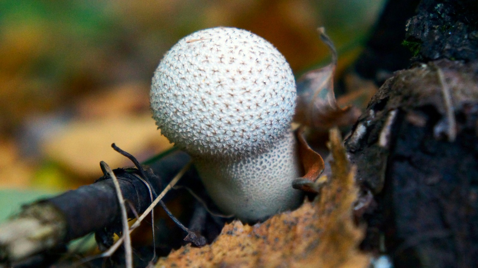 Autumn forest - My, Longpost, The photo, Nature, Mushrooms, Forest, Autumn