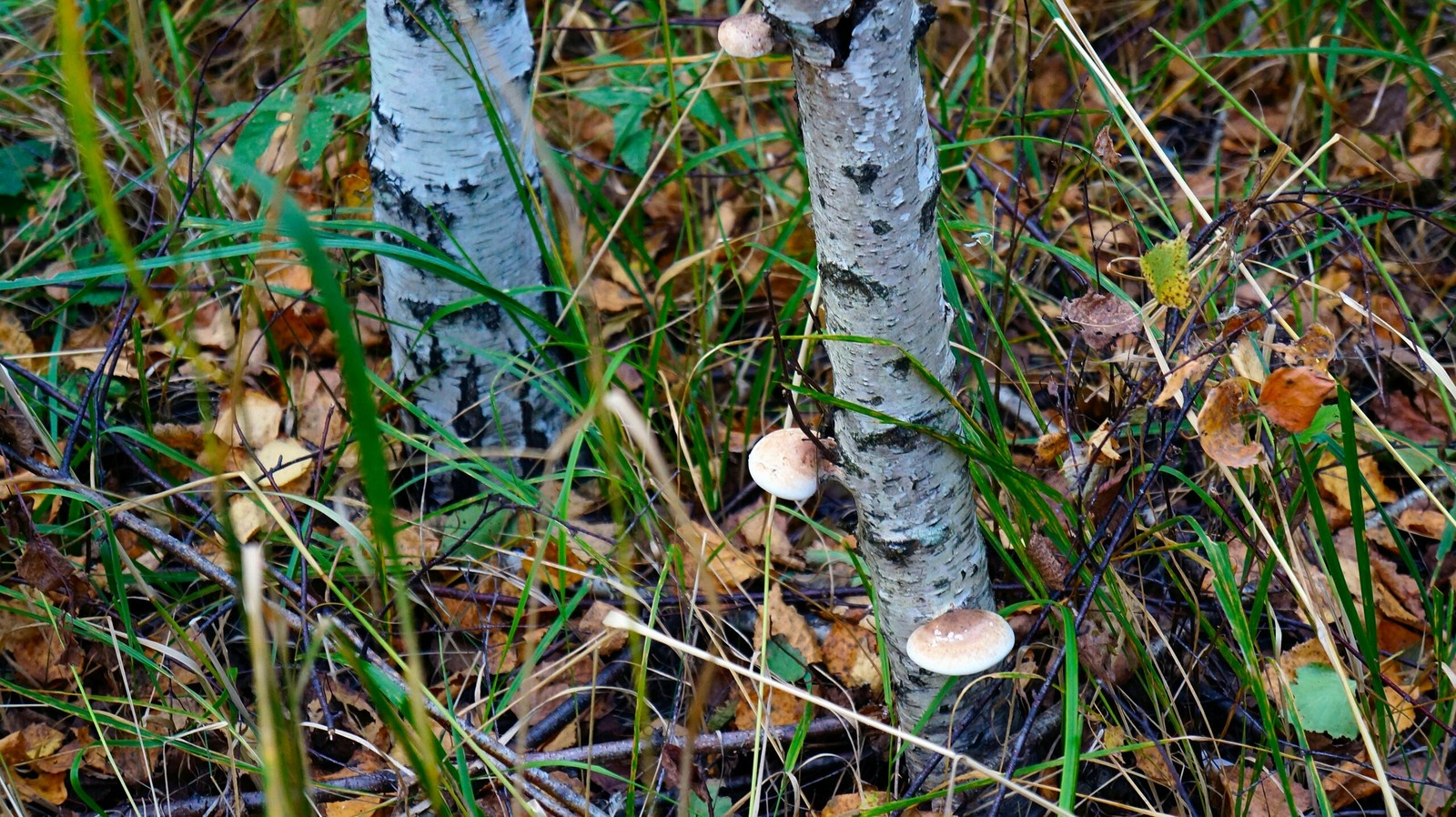 Autumn forest - My, Longpost, The photo, Nature, Mushrooms, Forest, Autumn