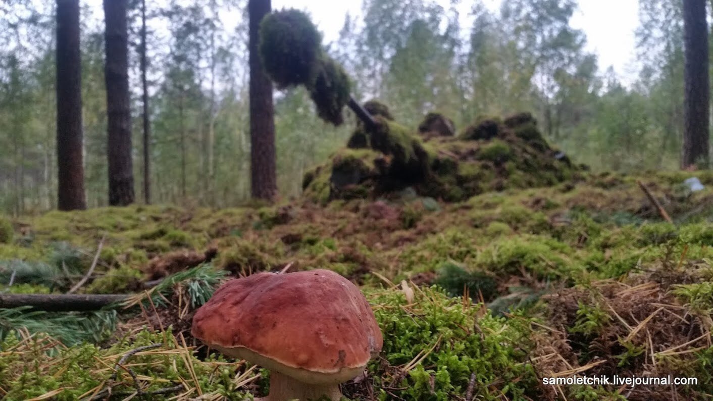 There is a sea of ??mushrooms in the forest near Borisov! - Weapon, West-2017, Forest, Mushrooms, Longpost