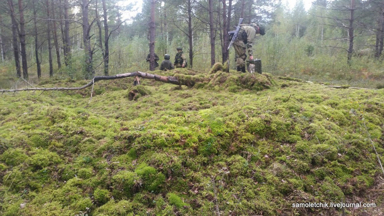 There is a sea of ??mushrooms in the forest near Borisov! - Weapon, West-2017, Forest, Mushrooms, Longpost