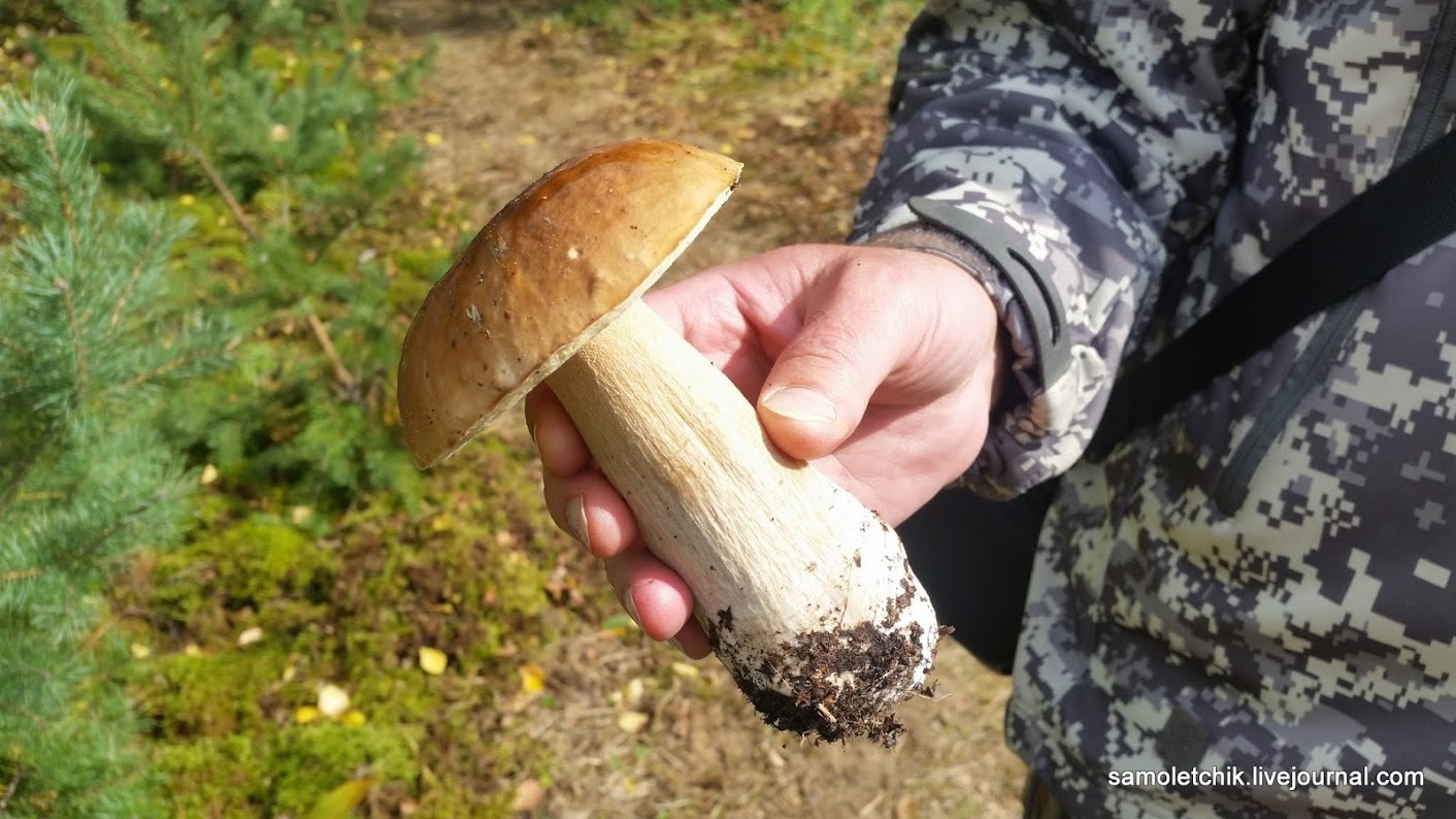 There is a sea of ??mushrooms in the forest near Borisov! - Weapon, West-2017, Forest, Mushrooms, Longpost