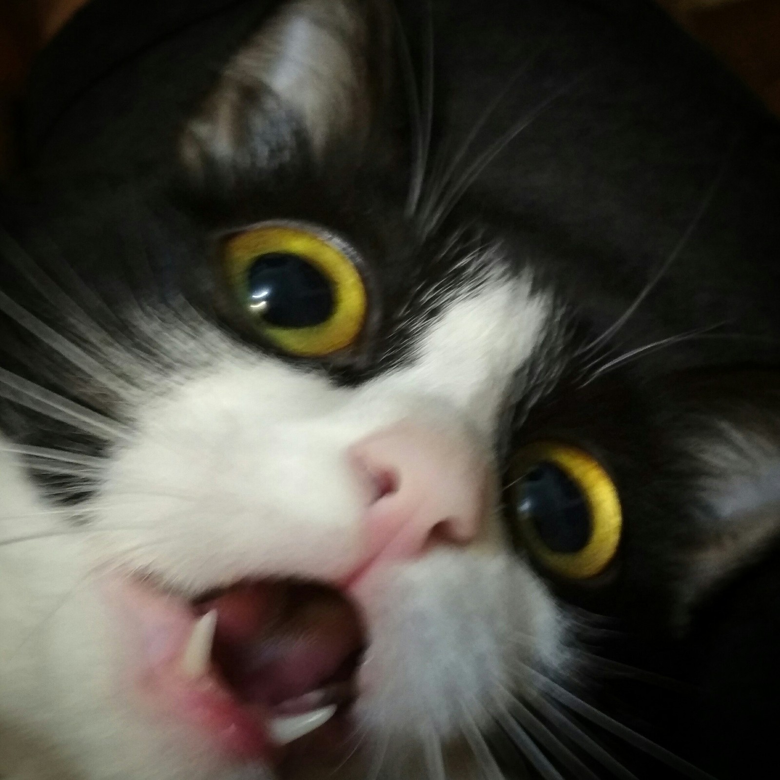 Favorite facial expression of my cat - My, cat, Shock