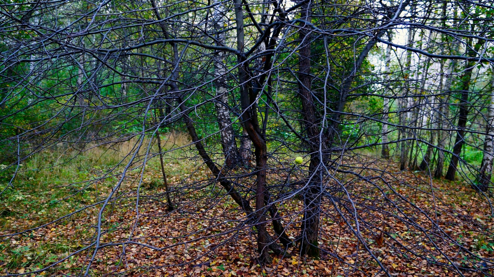 Autumn forest - My, Longpost, The photo, Nature, Mushrooms, Forest, Autumn