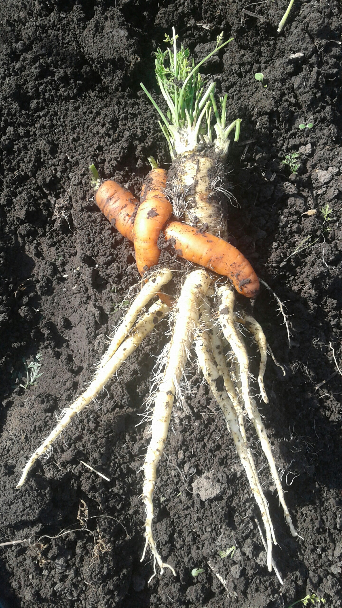 Carrot mother - Carrot, Garden