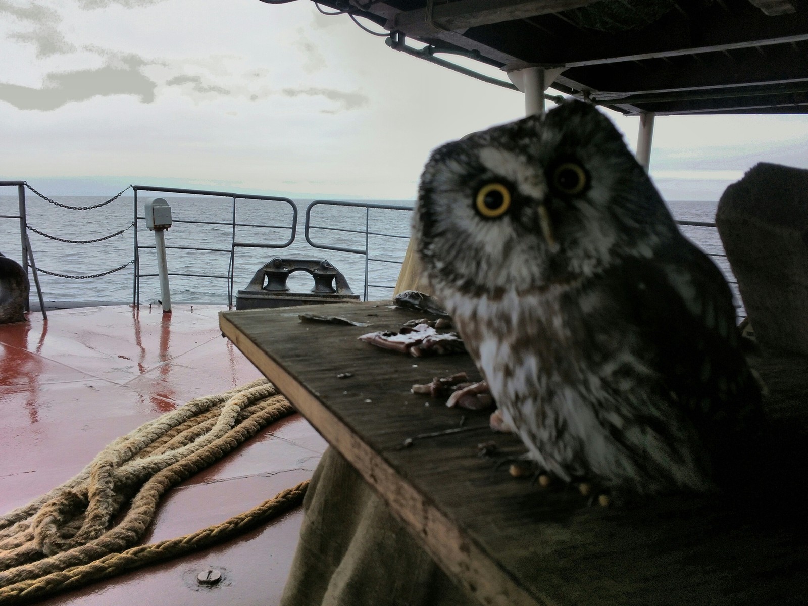 About the owl - My, White Sea, Owl, Longpost