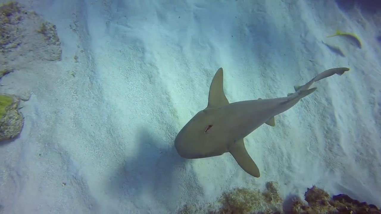 Shock Case: Shark with a knife in his head - Knife, Head, Shark, Diving, Cayman islands, Horror, Longpost