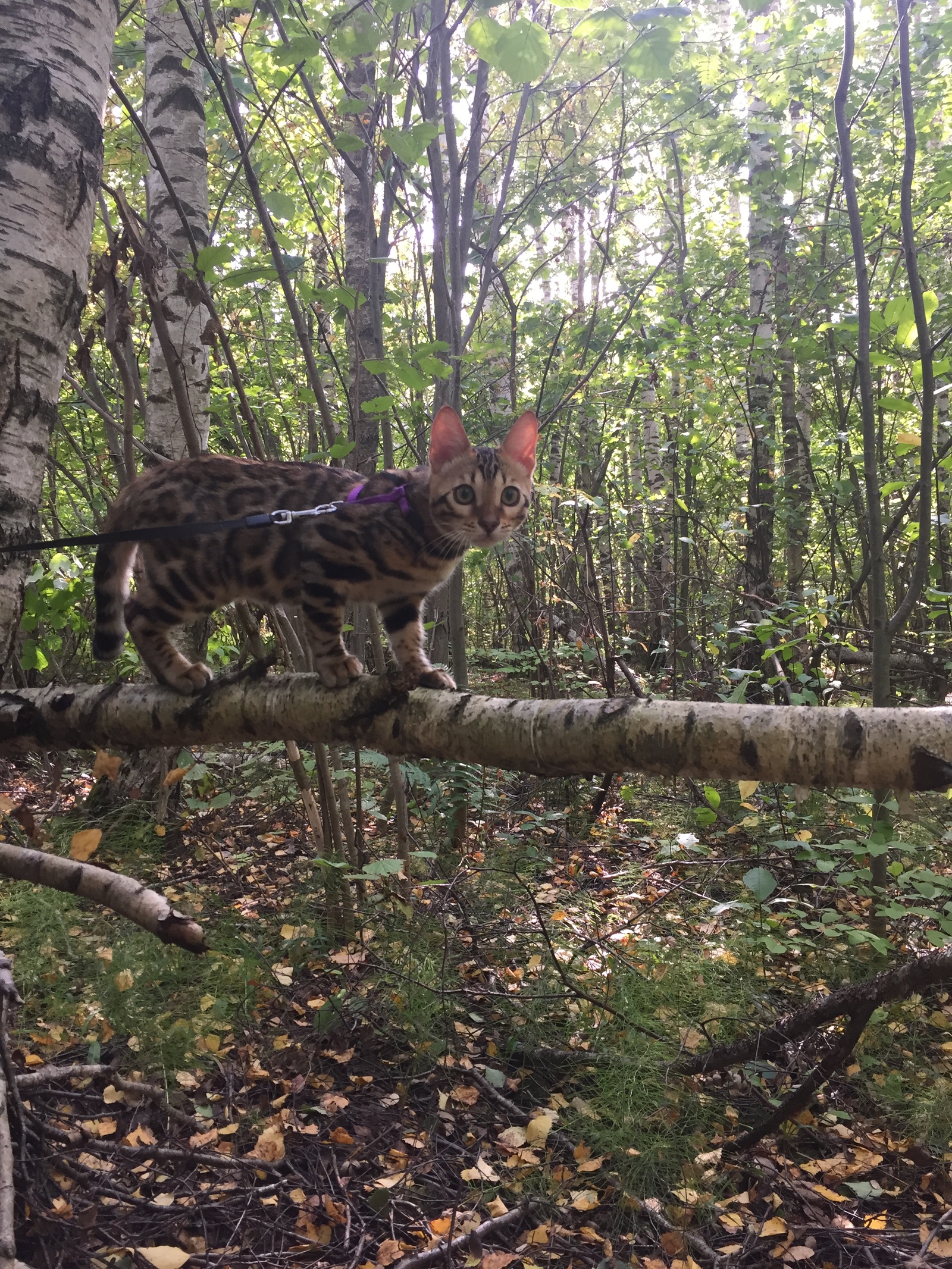 In search of mushrooms, all means are good - My, cat, Forest, Hunter