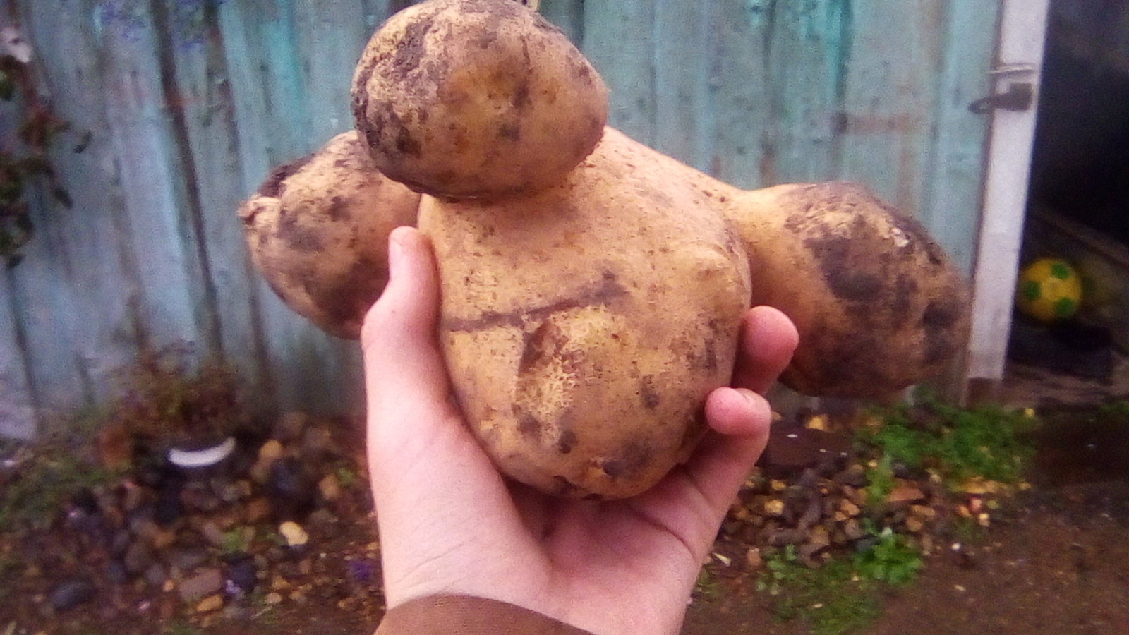 Sharypov mutant - My, Potato, Mutant