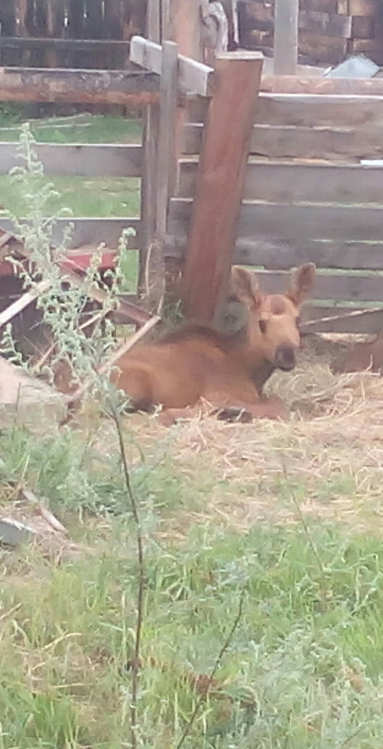 A neighbor sheltered a sick deer and named him Chocolate after all, there are kind people. - My, Fawn, Kindness