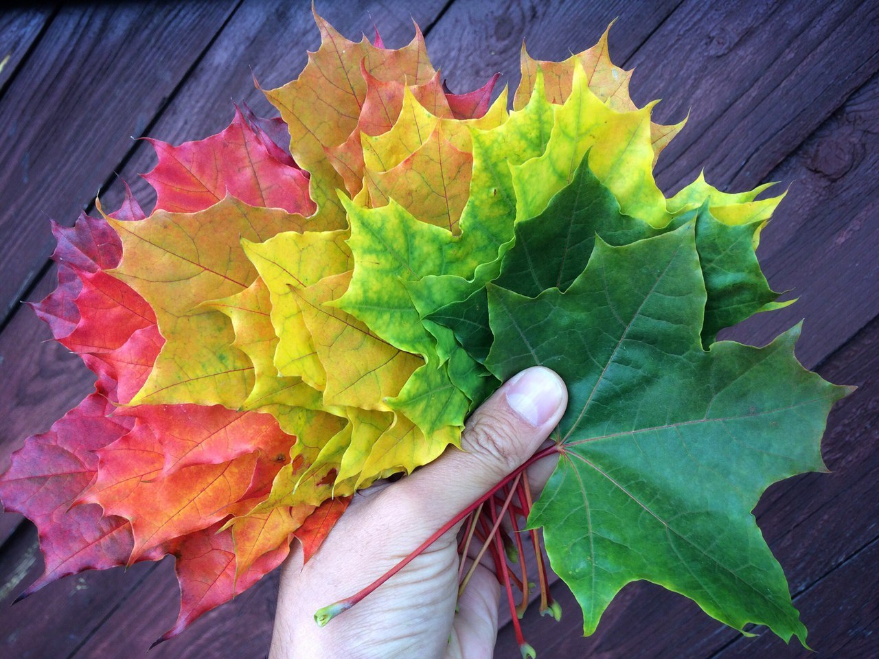 Colors of the Ural autumn - My, The photo, Autumn, Leaves