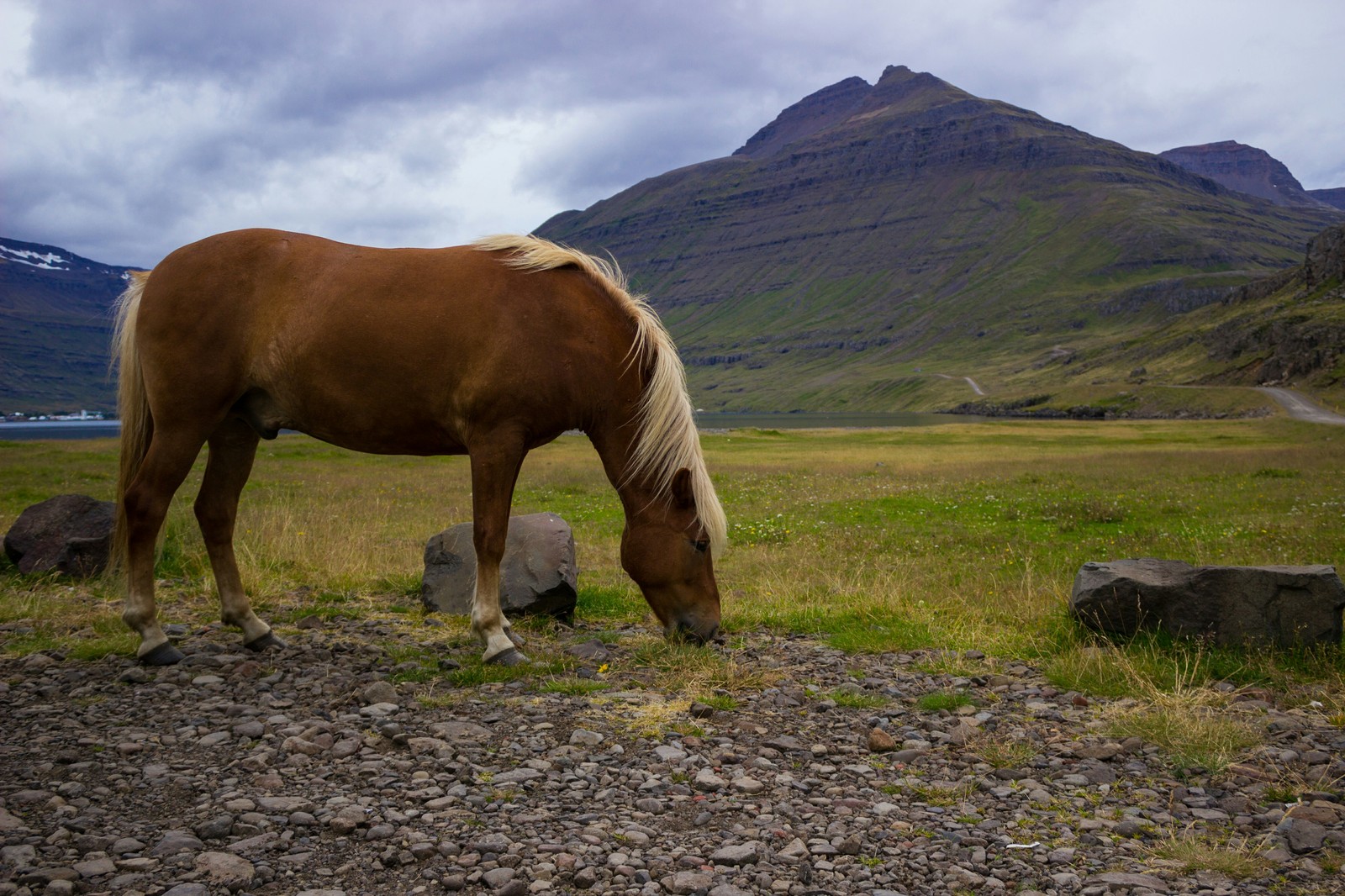 The beauty of Icelandic horses - My, Iceland, Horses, beauty, Longpost