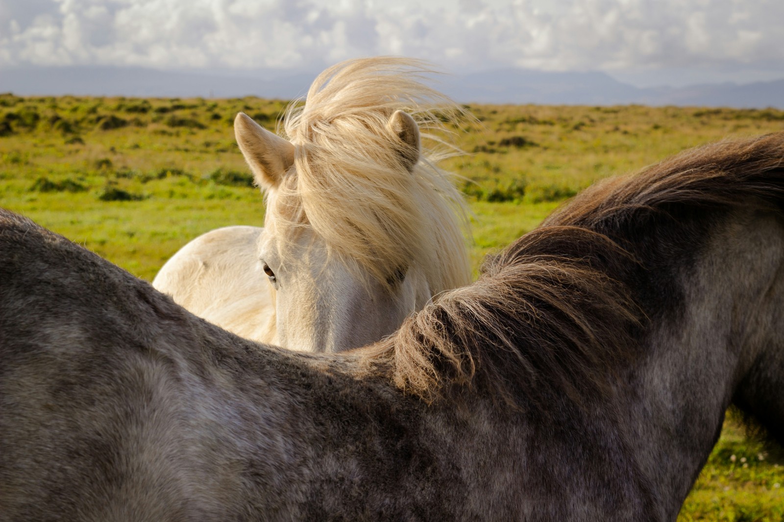 The beauty of Icelandic horses - My, Iceland, Horses, beauty, Longpost