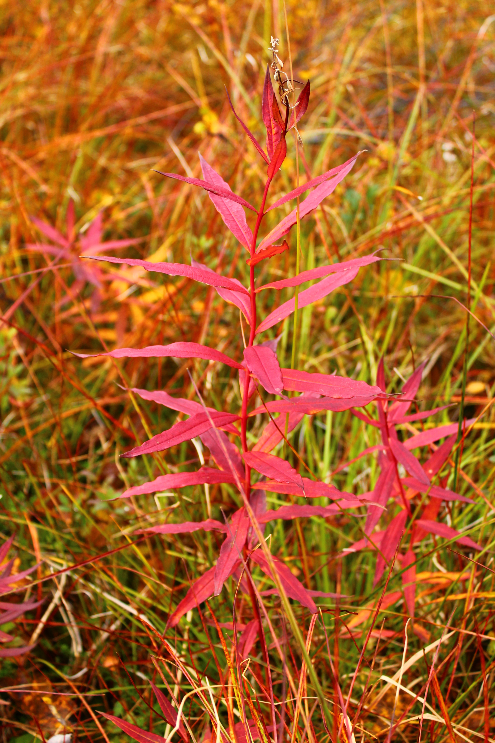 Bright colors of Murmansk autumn - My, Autumn, Murmansk, The photo, Photographer, Longpost