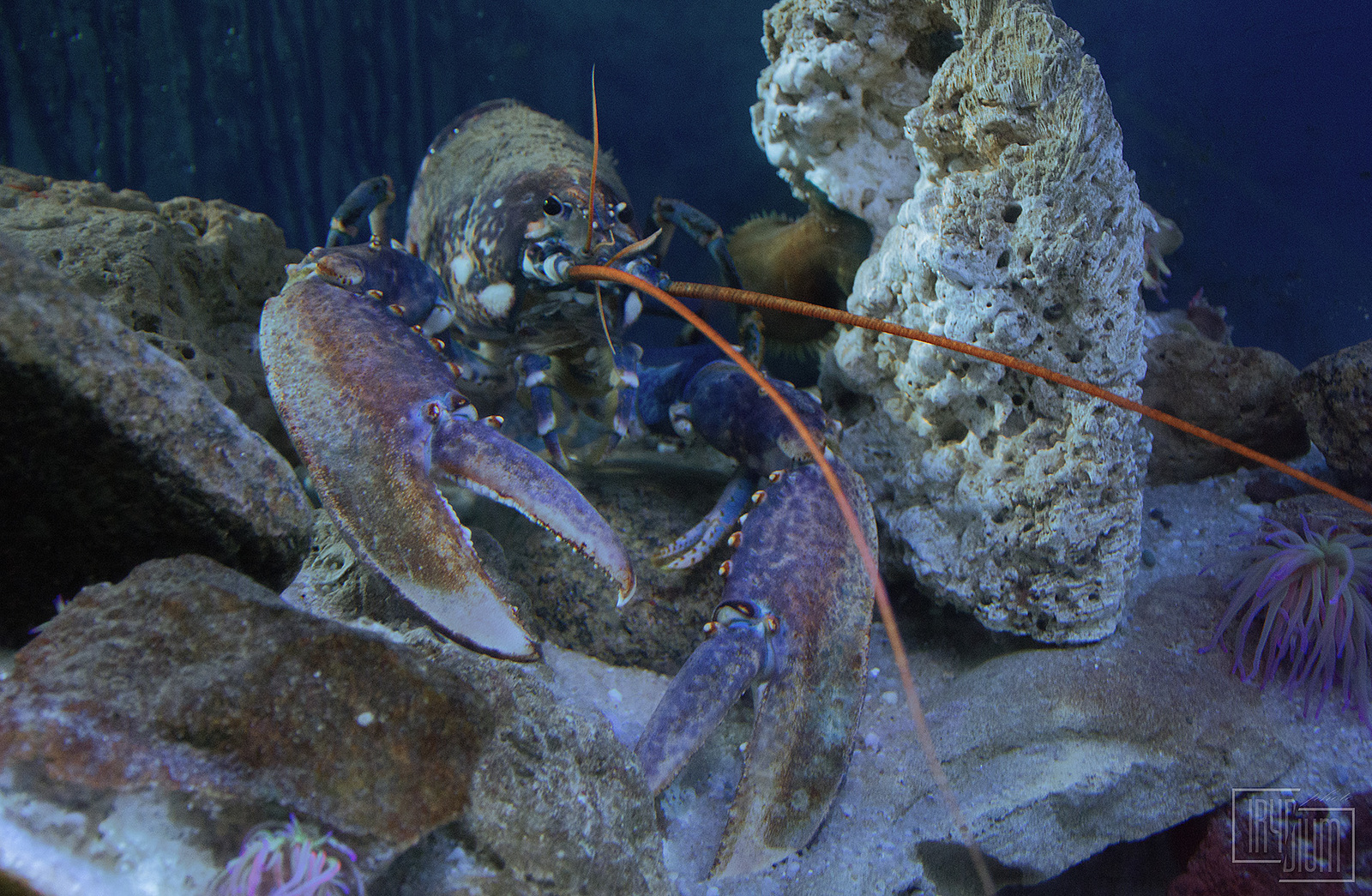 Life in an aquarium - My, Aquarium, A fish, Nemo, Crayfish, Marine life, Jellyfish, The photo, Nikon d5200, Longpost, Jellyfish