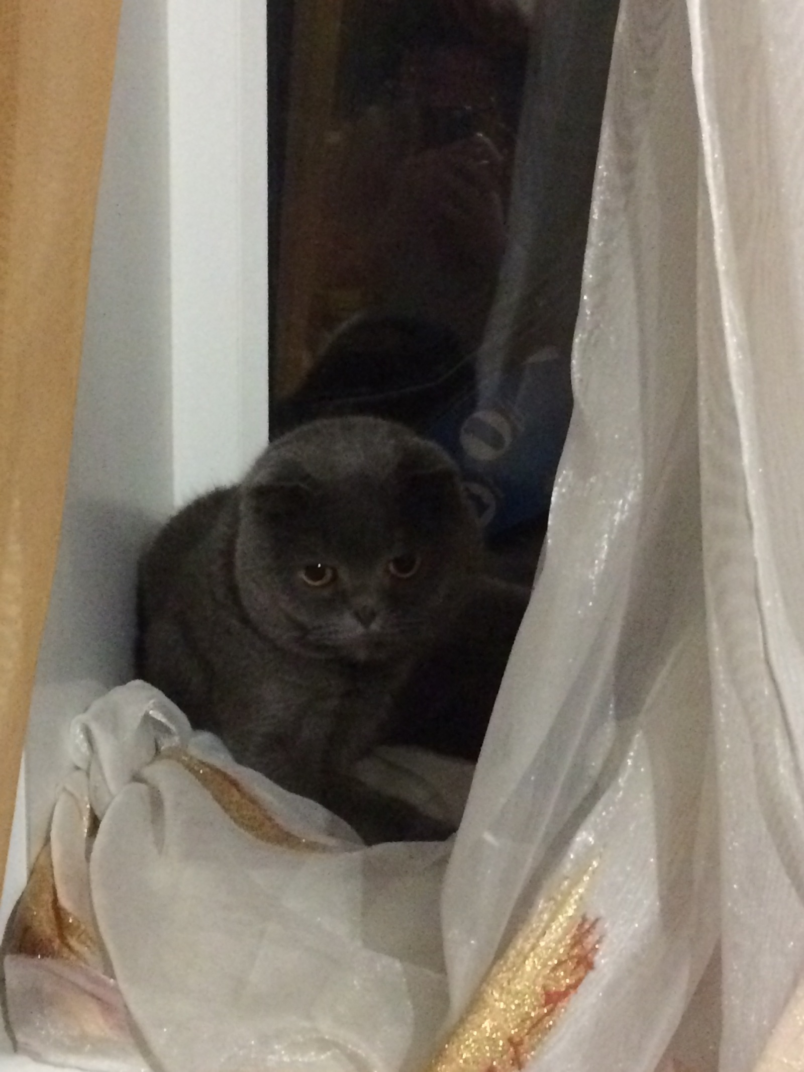 Cat to everyone in the feed - My, Scheherazade, cat, Window