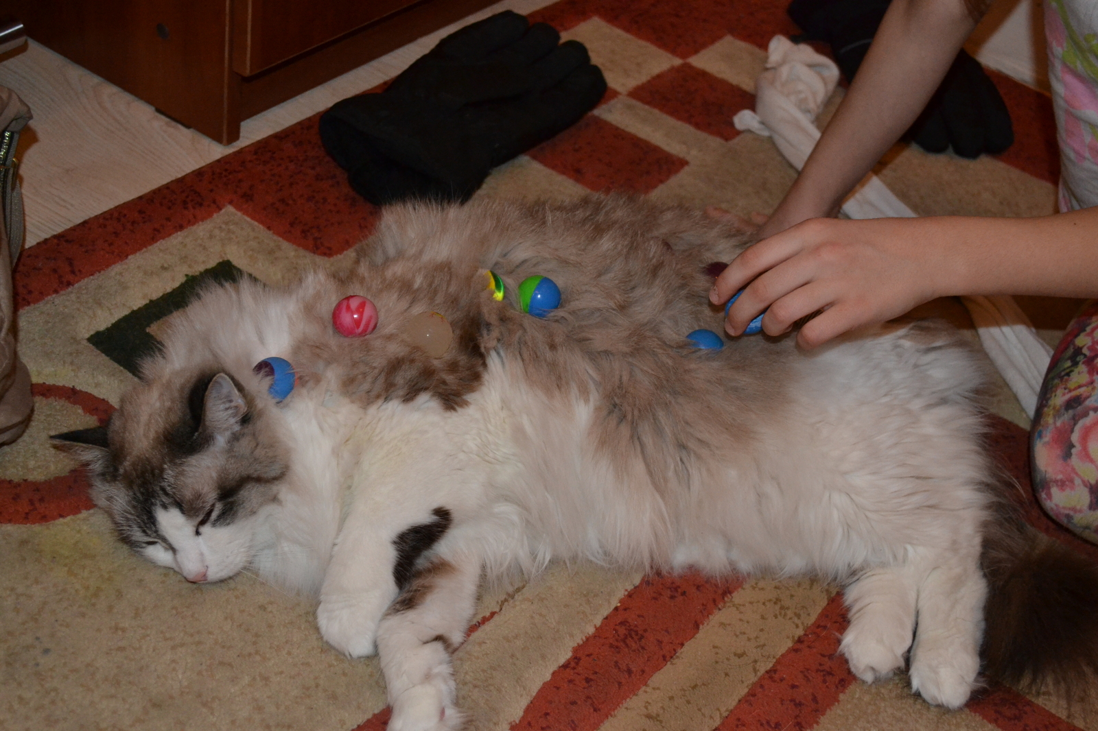 When I ate and lay down - My, cat, Feng Shui, Lying around like this