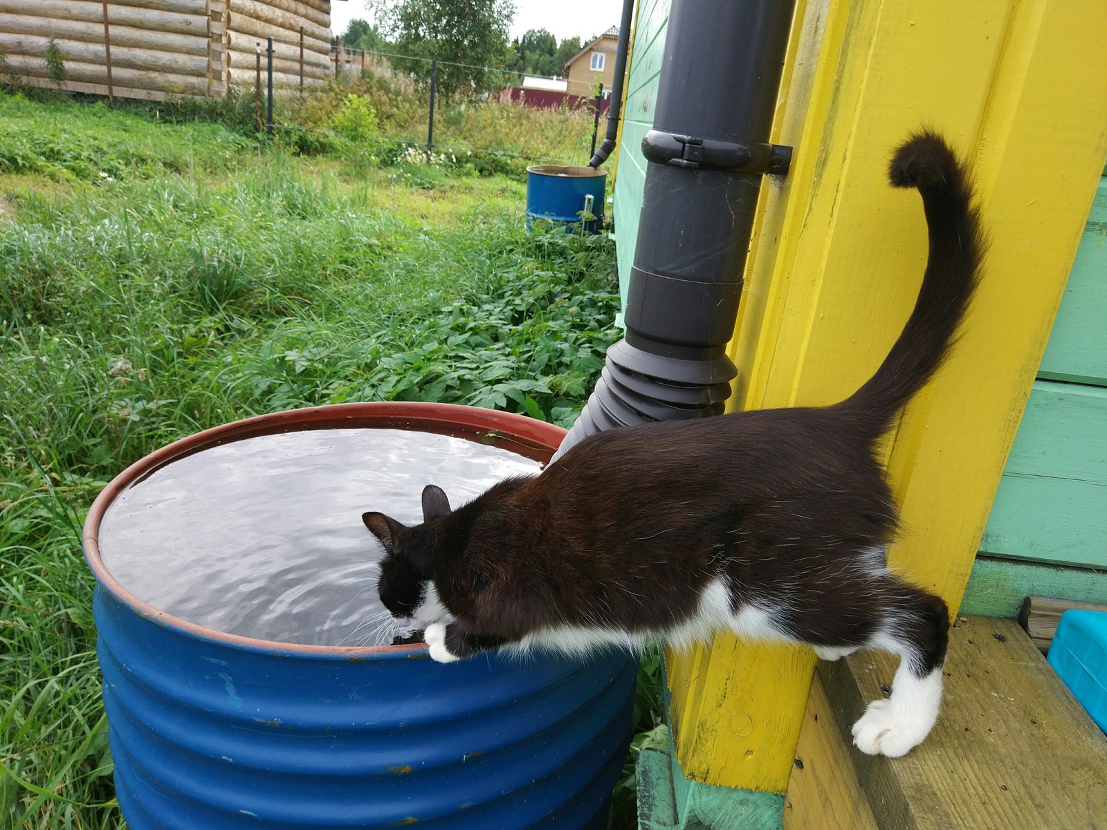 St. Petersburg. - cat, In good hands, Saint Petersburg, Cats kote, Longpost