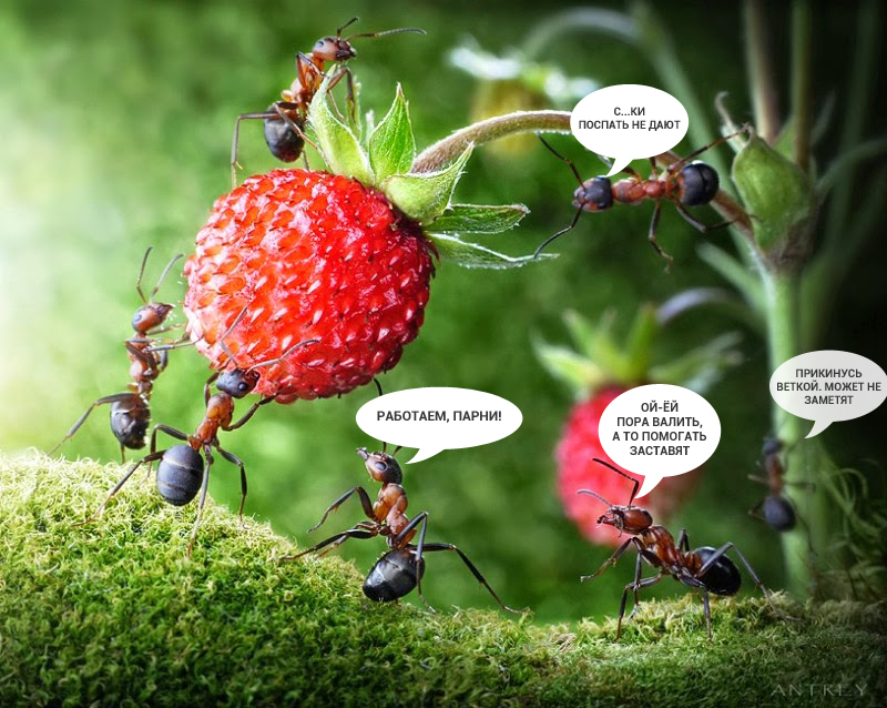 About 40% of worker ants sit around all day - Ants, Research, The science, Laziness