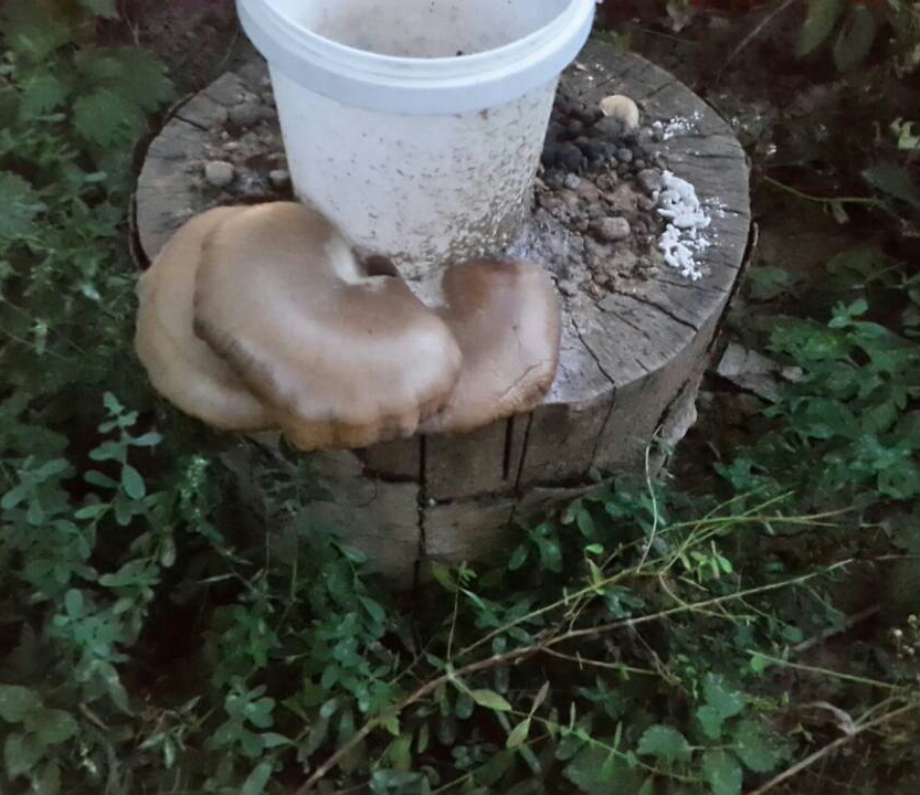 On a mushroom wave - My, Mushrooms, Oyster mushroom