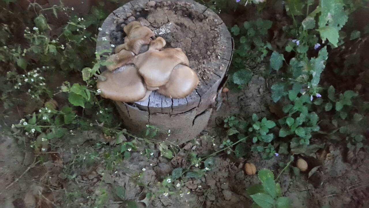 On a mushroom wave - My, Mushrooms, Oyster mushroom