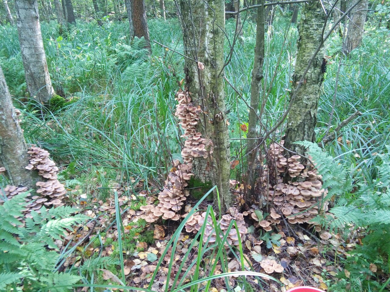 Such beauty and deliciousness. - My, Mushrooms, Honey mushrooms, Silent hunt, Longpost