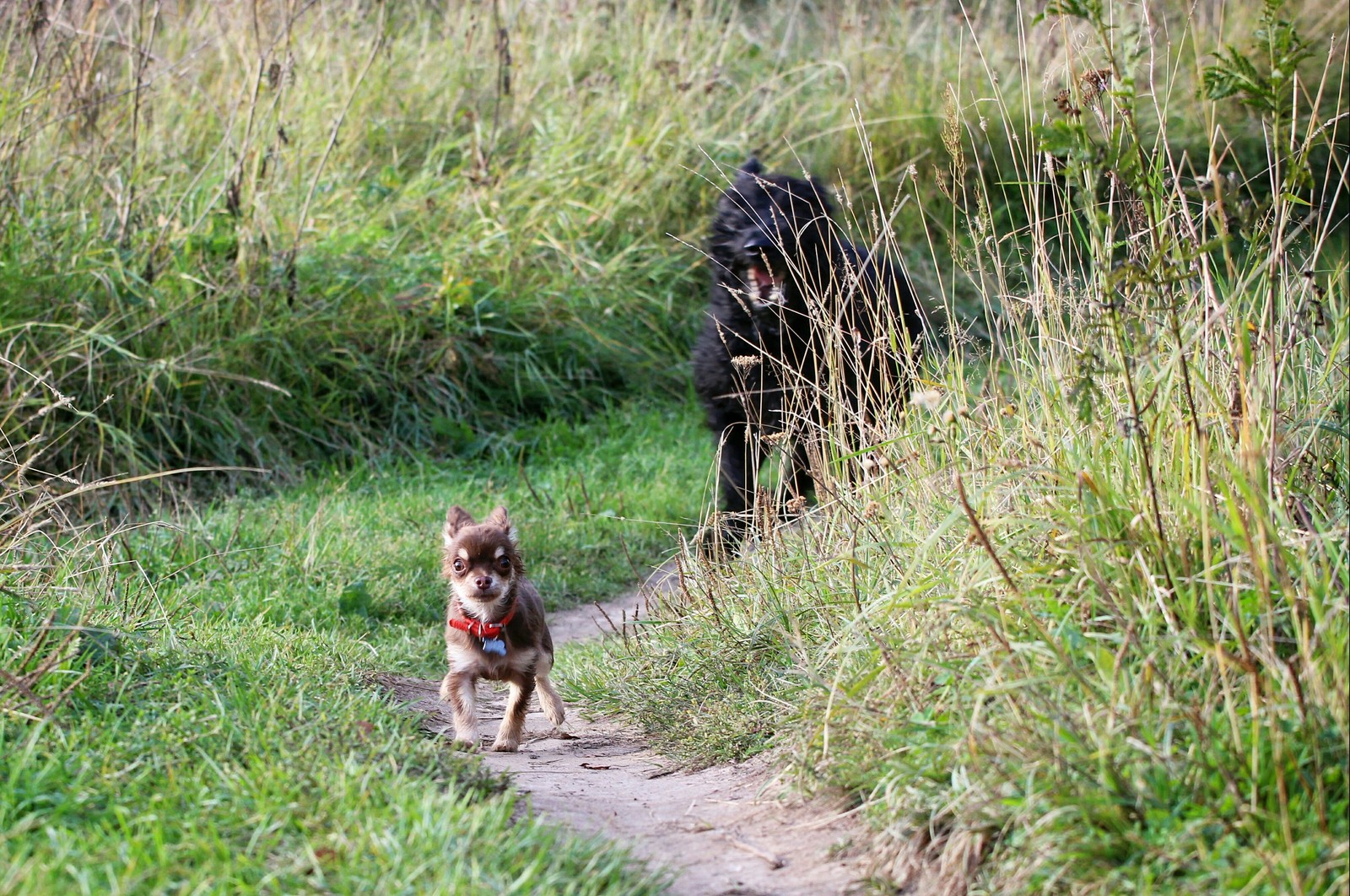 Wait for it! - My, Dog, Chihuahua, Giant schnauzer, Big and small