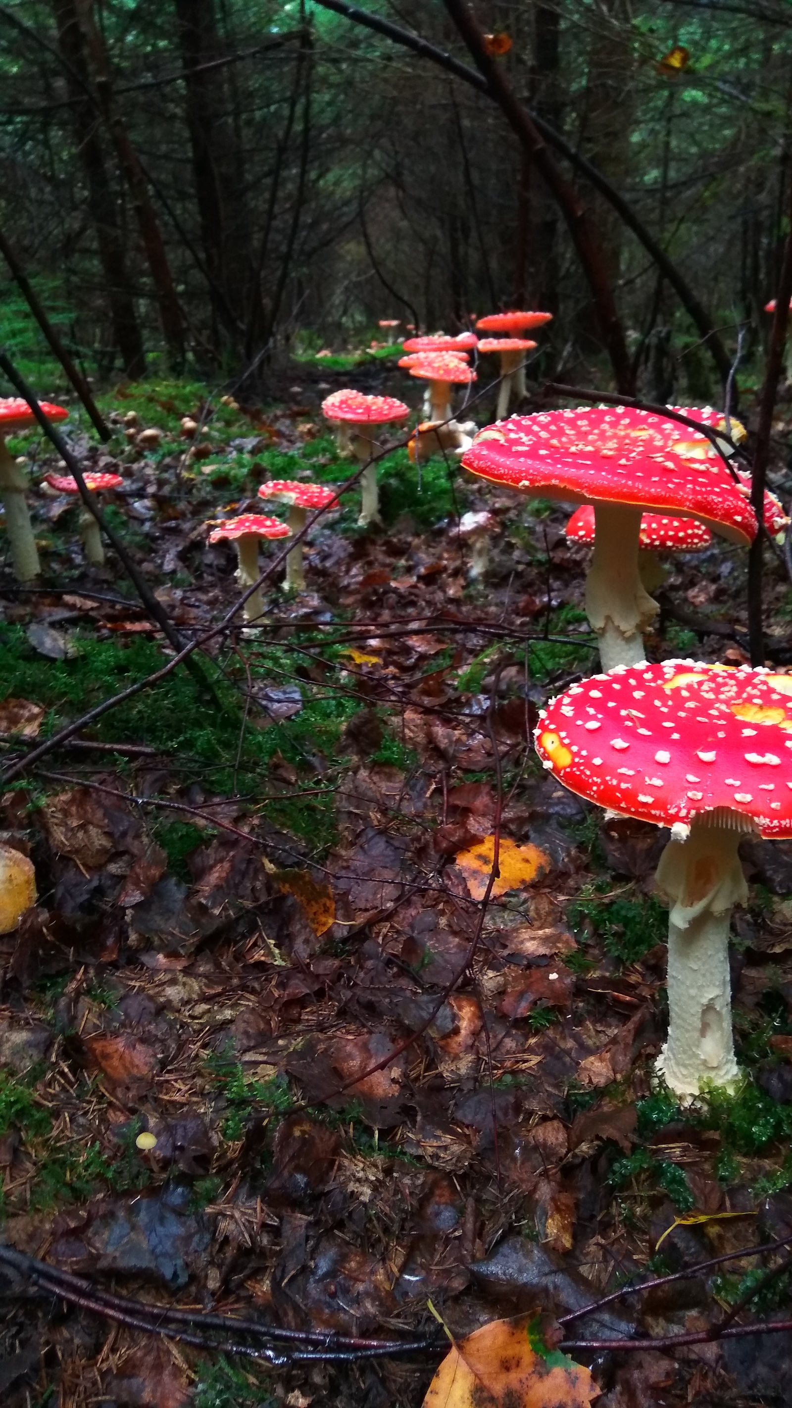 Season - My, Mushrooms, Autumn, Fly agaric, Подмосковье