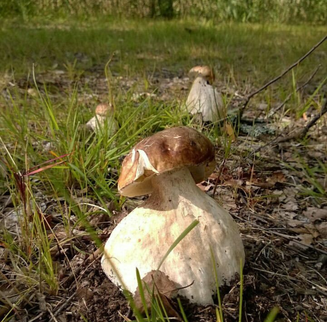 Mass - Forest, Mushrooms, The photo, Autumn