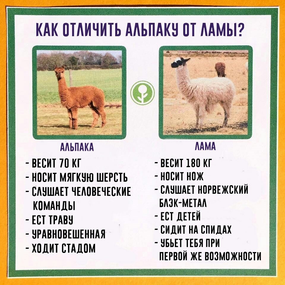 on a note - Llama, Alpaca, Differences