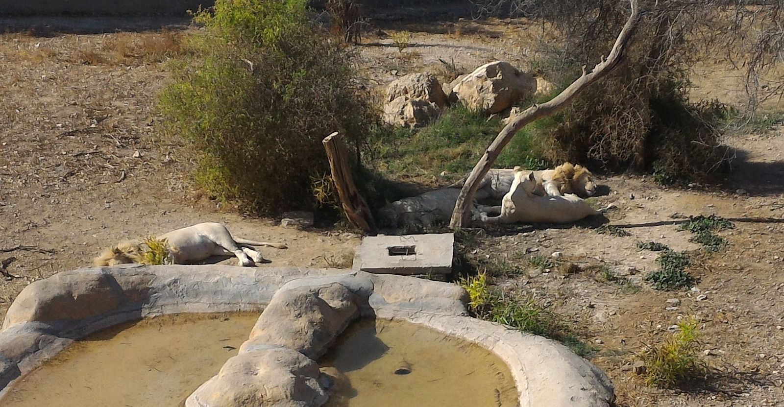 A bit of Phrygia Zoo (Tunisia, Hammamet) - My, Zoo, Animals, Tunisia, And I liked it., Video, Longpost