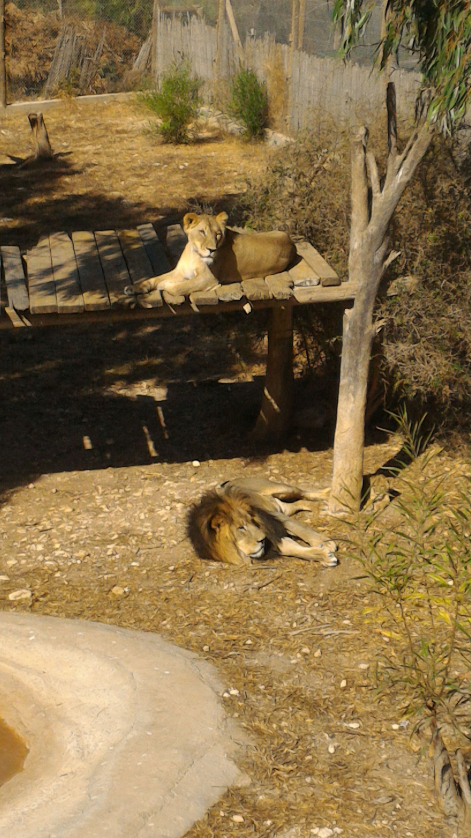 A bit of Phrygia Zoo (Tunisia, Hammamet) - My, Zoo, Animals, Tunisia, And I liked it., Video, Longpost