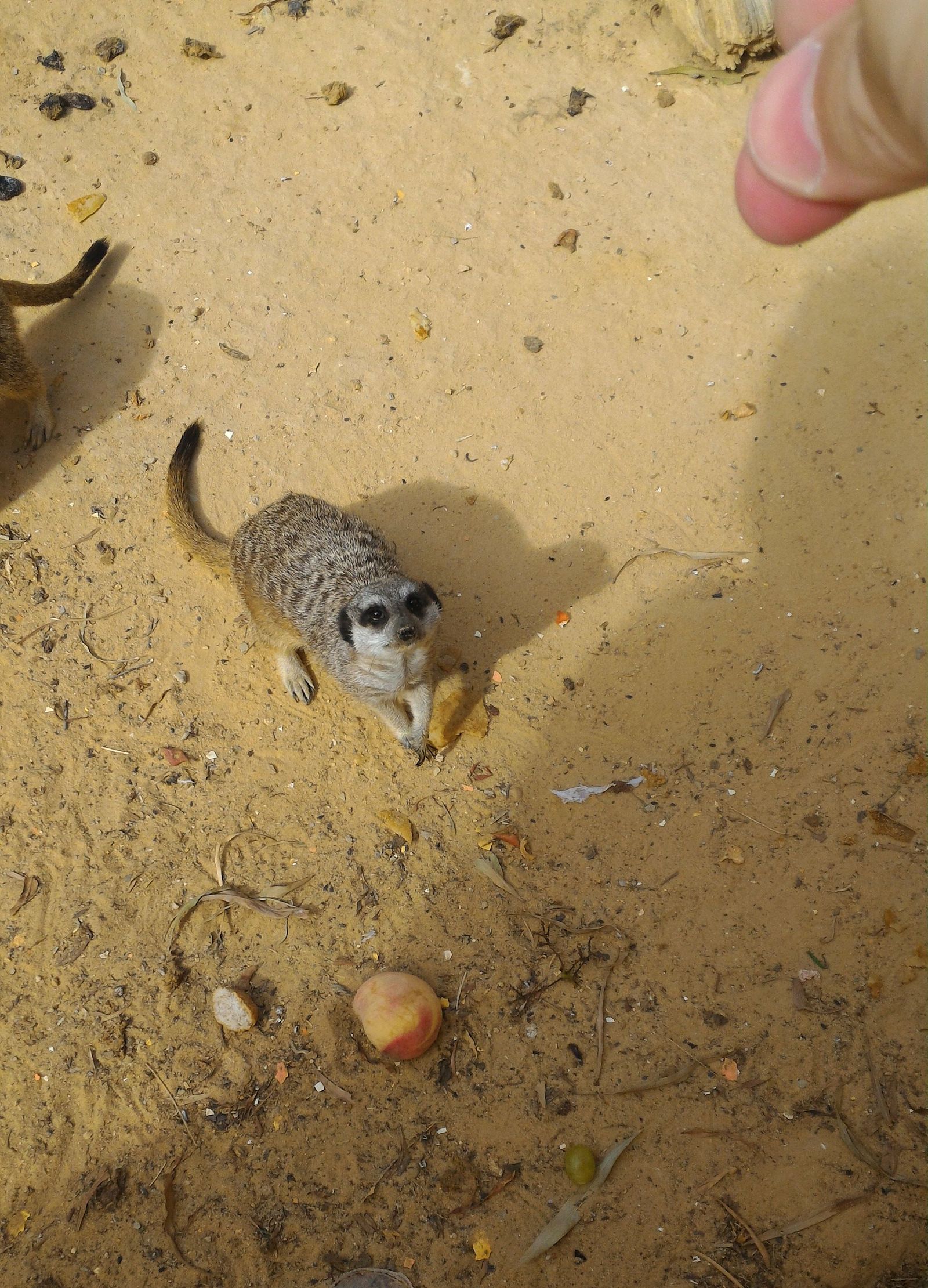 A bit of Phrygia Zoo (Tunisia, Hammamet) - My, Zoo, Animals, Tunisia, And I liked it., Video, Longpost