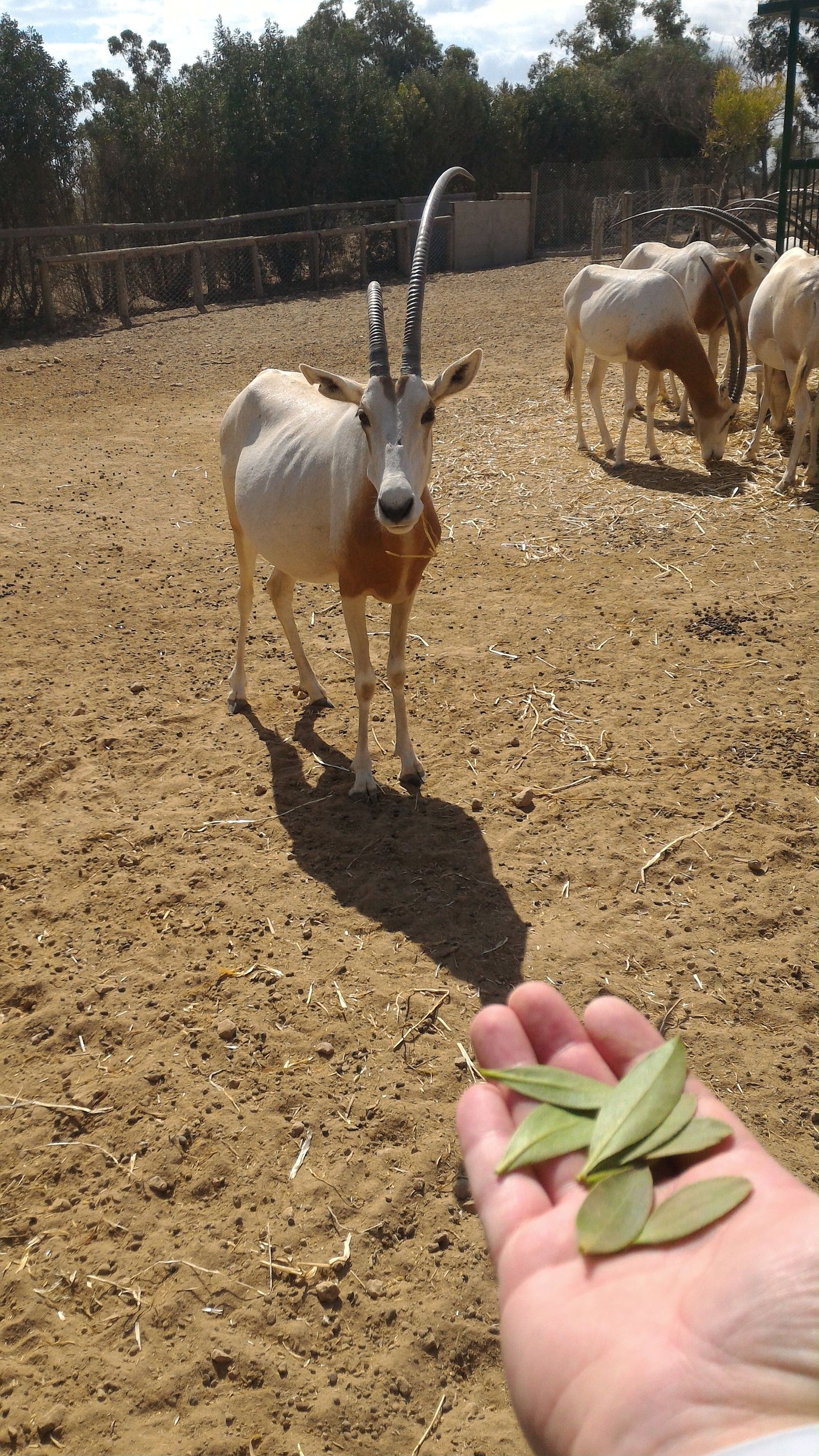 A bit of Phrygia Zoo (Tunisia, Hammamet) - My, Zoo, Animals, Tunisia, And I liked it., Video, Longpost