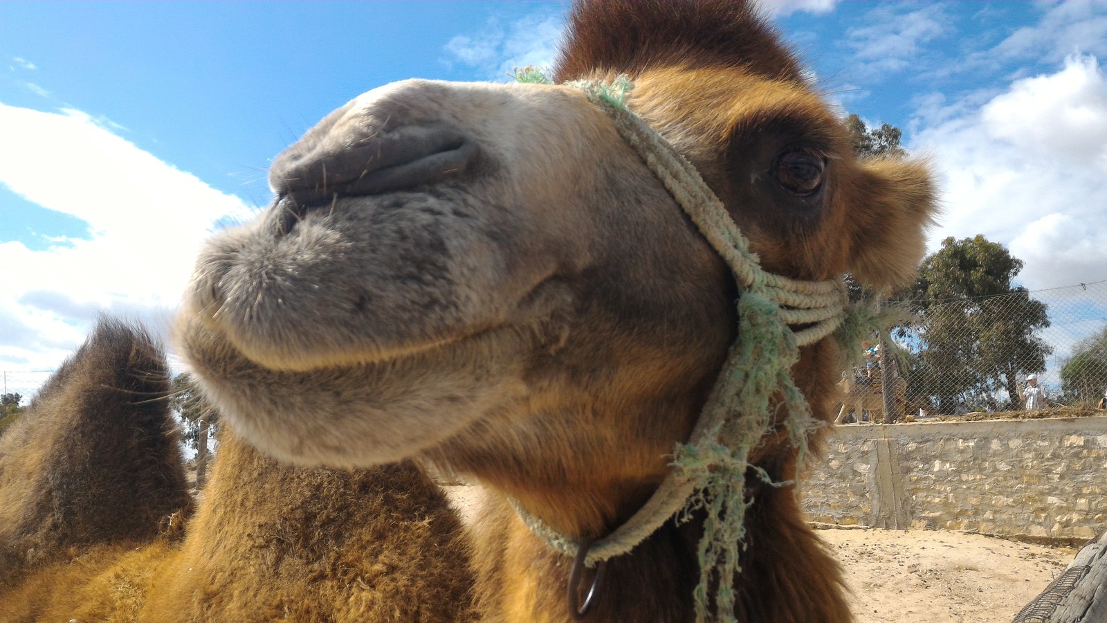 A bit of Phrygia Zoo (Tunisia, Hammamet) - My, Zoo, Animals, Tunisia, And I liked it., Video, Longpost