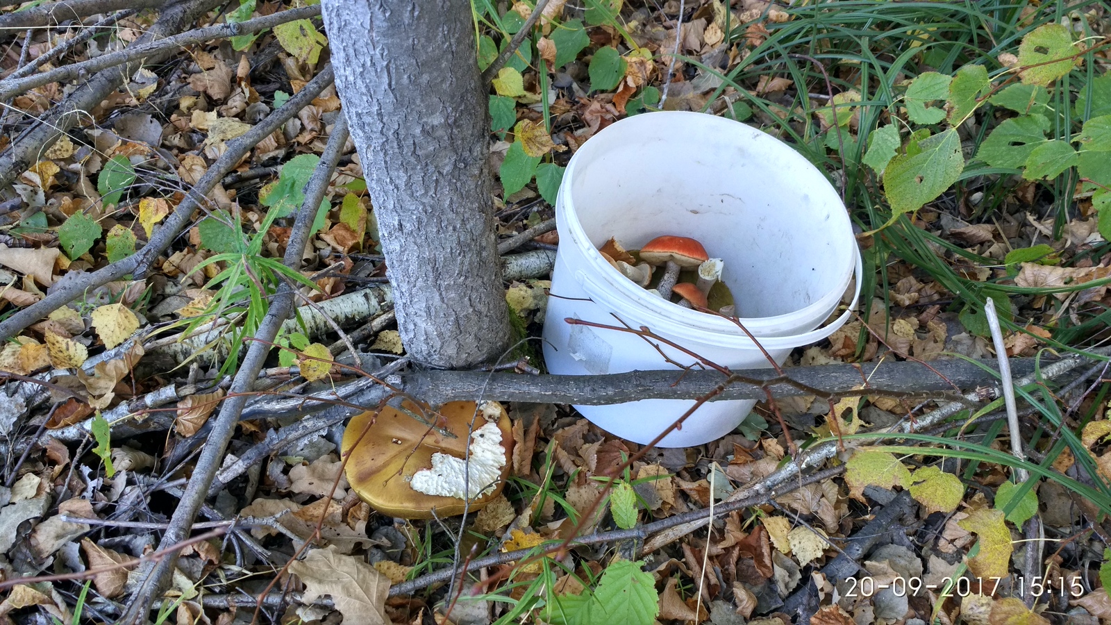 It's time for mushrooms. - My, , Bogorodsky District, Longpost